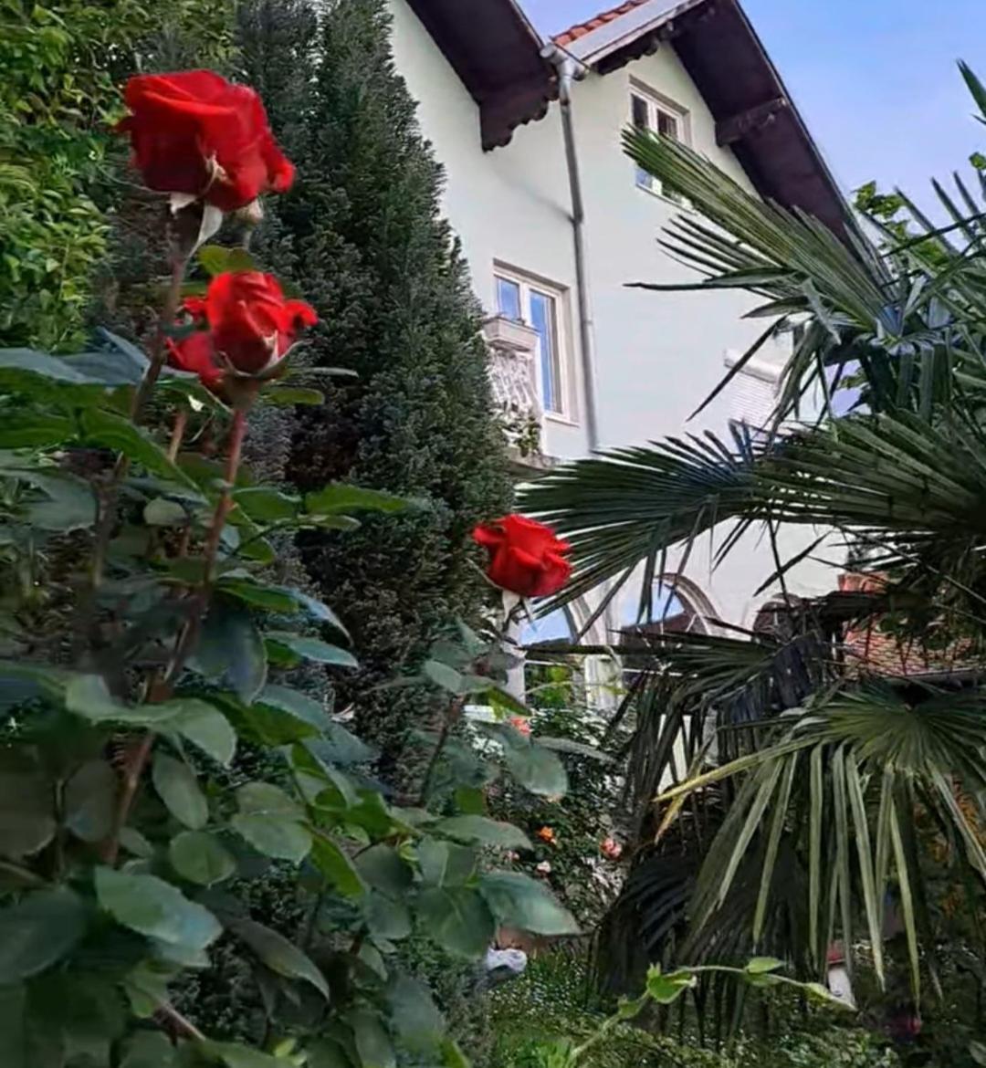 Aparthotel Smestaj Novakovic,Ždrelo Extérieur photo